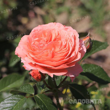 Роза шраб (английская) Абрахам Дерби Садовита