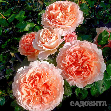 Роза шраб (английская) Абрахам Дерби Садовита