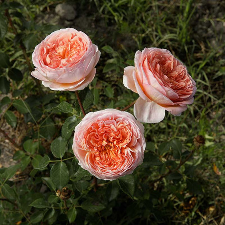 Роза шраб (английская) Абрахам Дерби Садовита