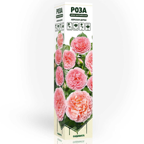 Роза шраб (английская) Абрахам Дерби Садовита