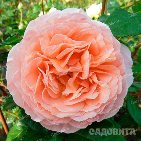 Роза шраб (английская) Абрахам Дерби Садовита