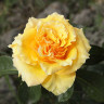Роза чайно-гибридная Голд Сфинкс Садовита