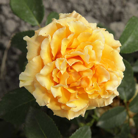 Роза чайно-гибридная Голд Сфинкс Садовита