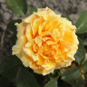 Роза чайно-гибридная Голд Сфинкс Садовита