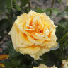 Роза чайно-гибридная Голд Сфинкс Садовита