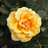 Роза чайно-гибридная Голд Сфинкс Садовита