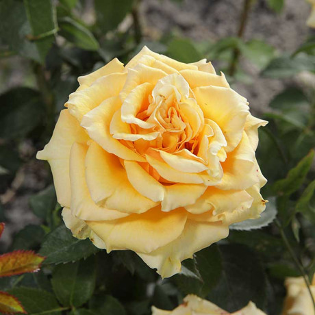 Роза чайно-гибридная Голд Сфинкс Садовита