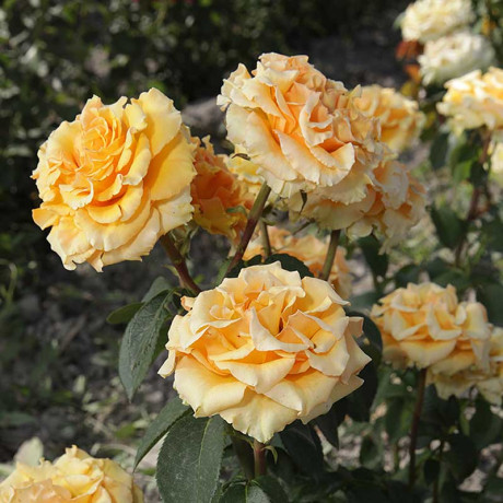 Роза чайно-гибридная Голд Сфинкс Садовита