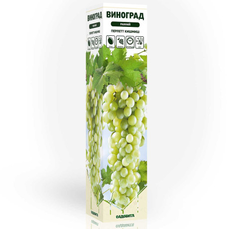 Виноград Перлетт Кишмиш ранний Садовита