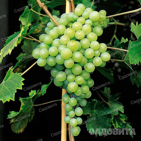 Виноград Перлетт Кишмиш ранний Садовита
