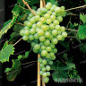 Виноград Перлетт Кишмиш ранний Садовита