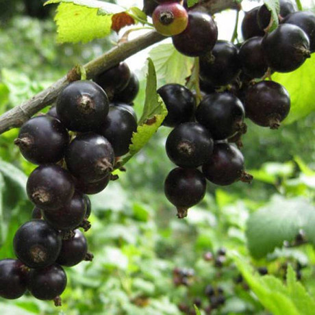 Смородина черная Мила Садовита