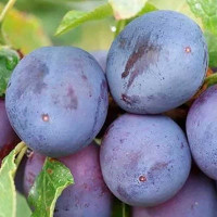 Слива Монастырская Садовита