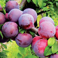 Алыча Путешественница Садовита