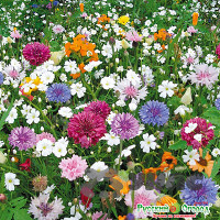 Газон Эко Магистраль (цветущий) НК Ц