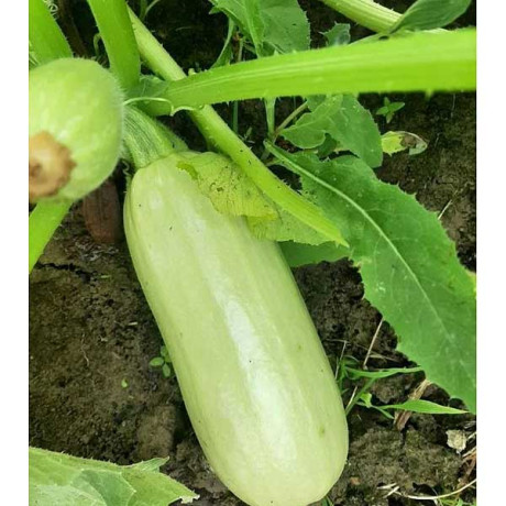 Кабачок Казанова НК Ц