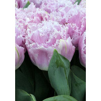 Тюльпан Перф 11/12 2 шт