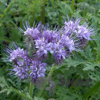 Фацелия 0,5 кг Зеленый уголок (20)