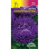 Астра Клеопатра Фиолетовая ЦветСад Ц