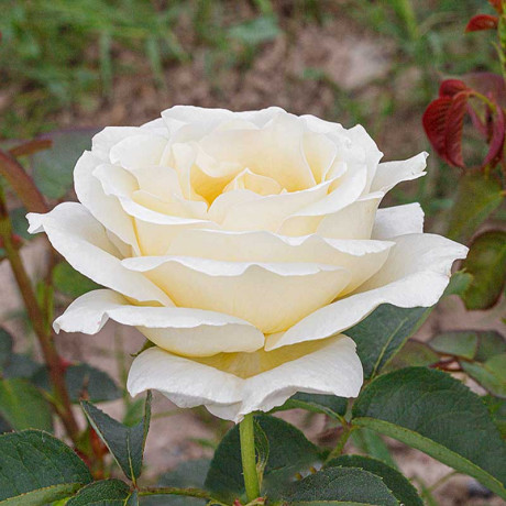 Роза флорибунда Айсберг Садовита