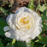 Роза флорибунда Айсберг Садовита