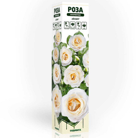 Роза флорибунда Айсберг Садовита