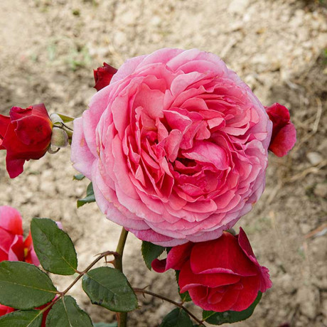 Роза шраб Ладюре Садовита