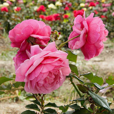 Роза шраб Ладюре Садовита