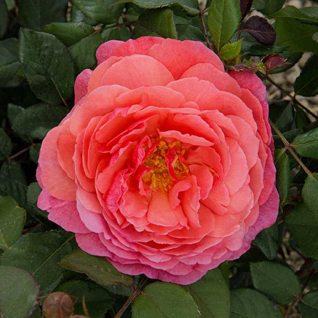 Роза шраб Ладюре Садовита