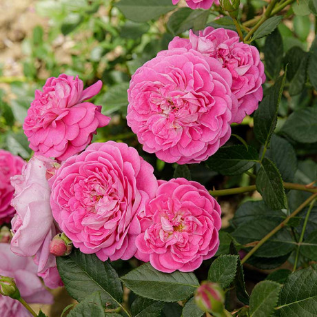 Роза почвопокровная Сиреневый Дождь Садовита