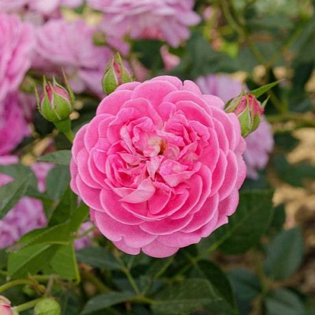 Роза почвопокровная Сиреневый Дождь Садовита