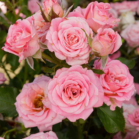 Роза спрей Грация Садовита