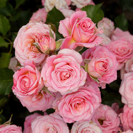 Роза спрей Грация Садовита