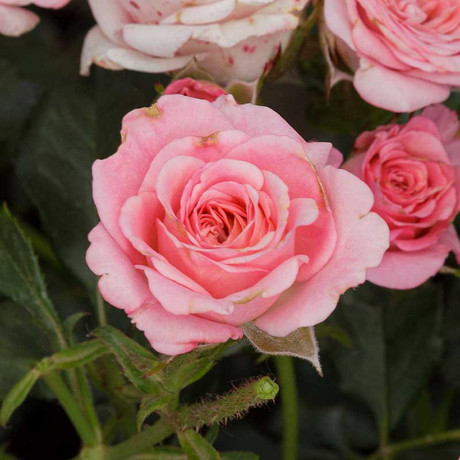 Роза спрей Грация Садовита