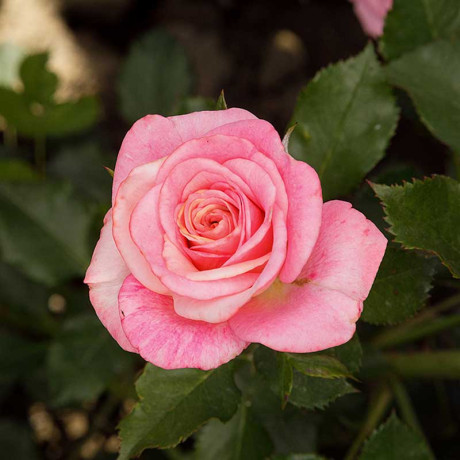 Роза спрей Грация Садовита