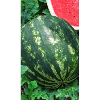 Арбуз Астраханский 1гр Садовита Ц