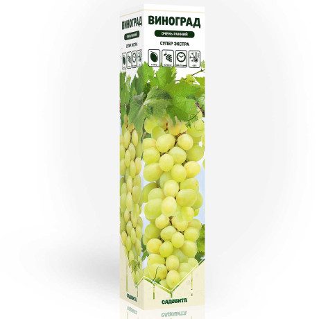 Виноград Супер Экстра очень ранний Садовита