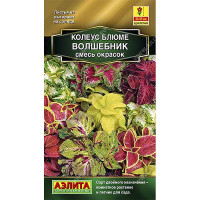 Колеус Волшебник блюме Аэлита Ц