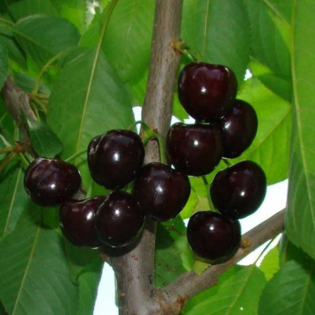 Черешня Ленинградская черная Садовита