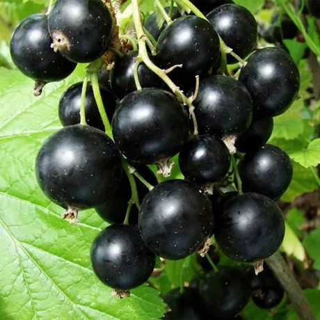 Смородина черная Шаровидная Садовита