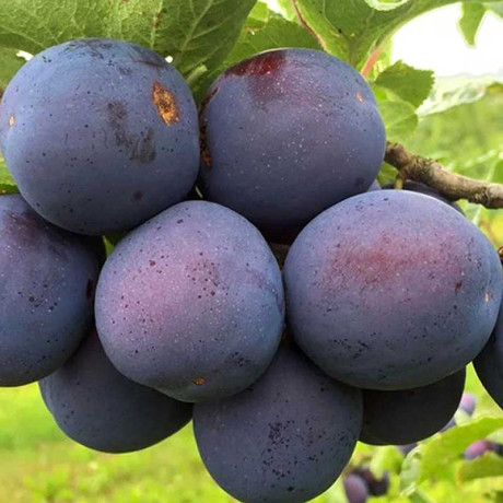 Слива Ночка Садовита