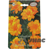 К Бархатцы Оранжевые волны (Германия) Каприс