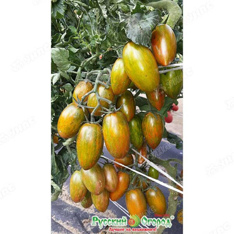 Семена Томат Биколор F1 Русский Огород