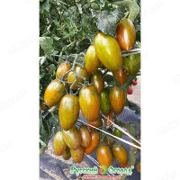 Семена Томат Биколор F1 Русский Огород