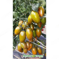 Семена Томат Биколор F1 Русский Огород