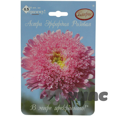 К Астра Эрфордия Розовая Каприс