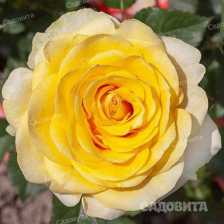 Роза чайно-гибридная Илиос Садовита