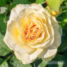 Роза чайно-гибридная Илиос Садовита