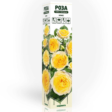Роза чайно-гибридная Илиос Садовита