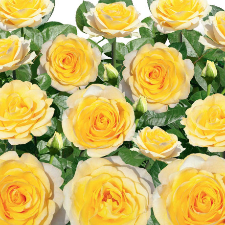 Роза чайно-гибридная Илиос Садовита